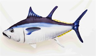 GABY FISH ALANTIC BLUEFIN THUNNUS THYNNUS 100cm